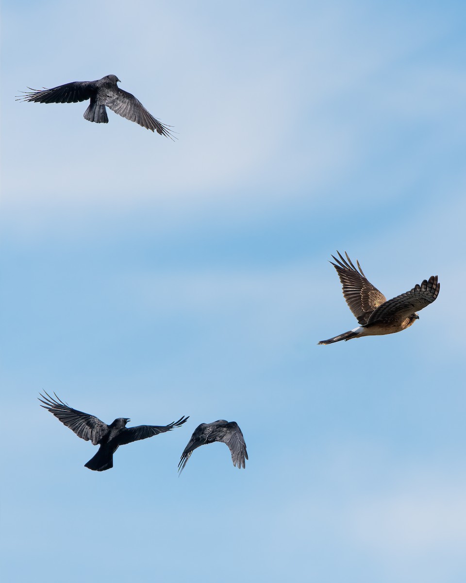 Northern Harrier - ML644487405