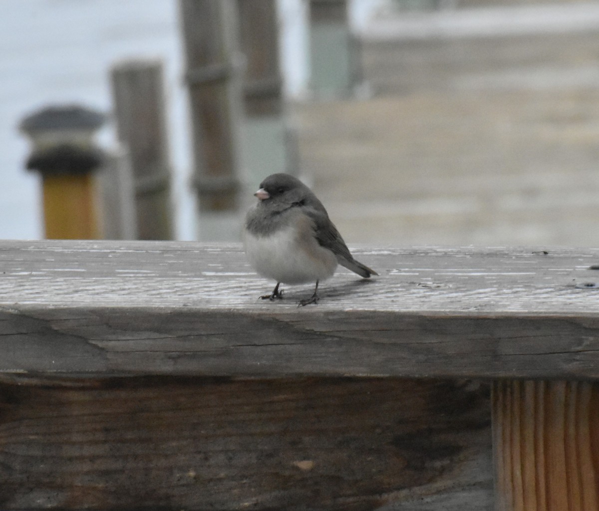 Dark-eyed Junco - ML644487410