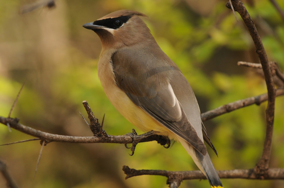 einersidensvans - ML644487415