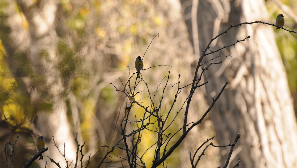 gråstillits - ML644487454