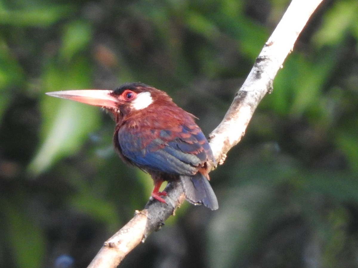White-eared Jacamar - ML644487474