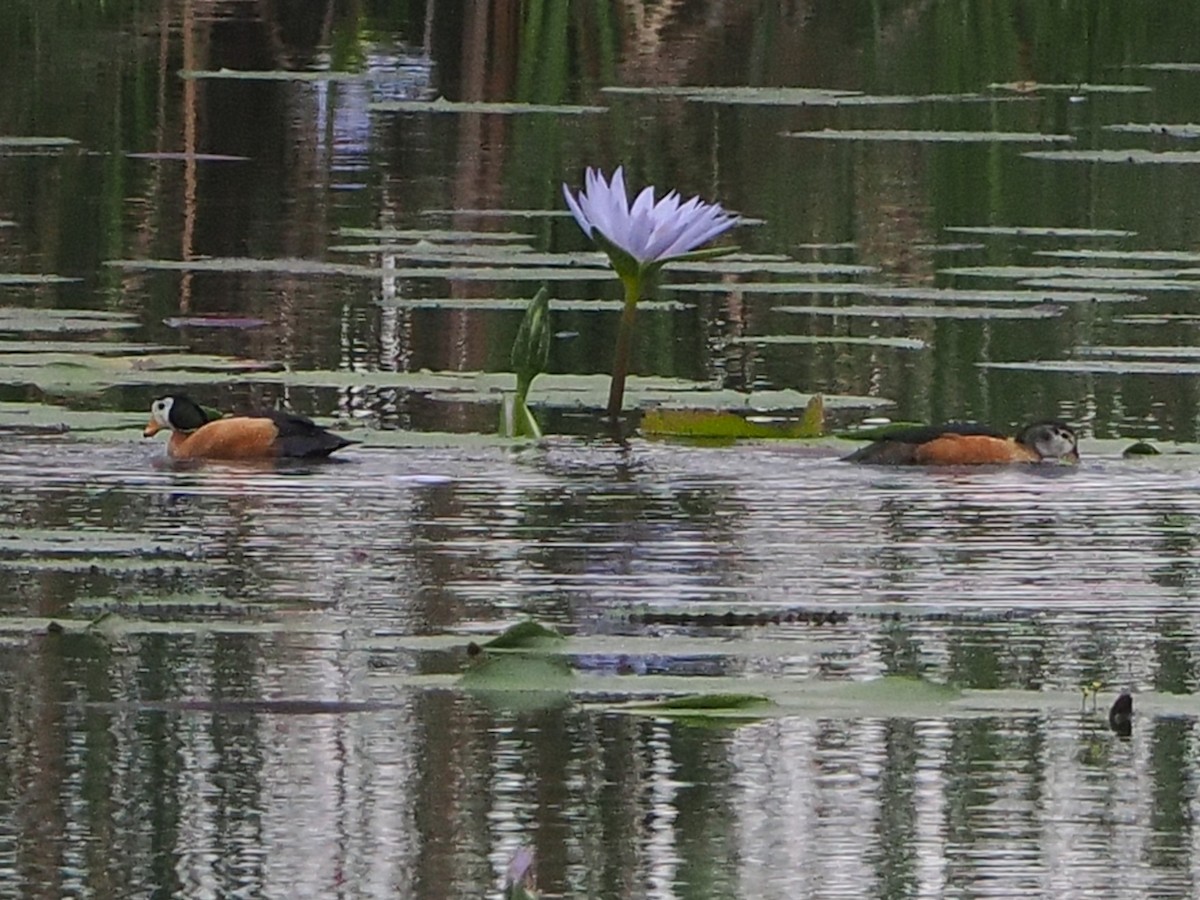 African Pygmy-Goose - ML644487475