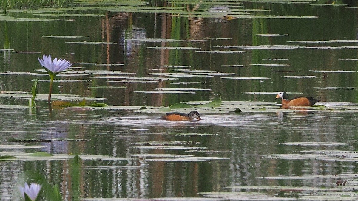 African Pygmy-Goose - ML644487476