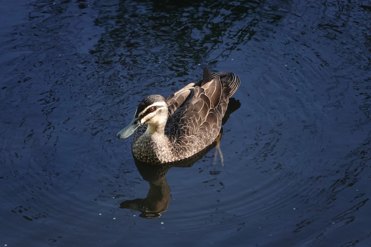 マミジロカルガモ - ML644487478