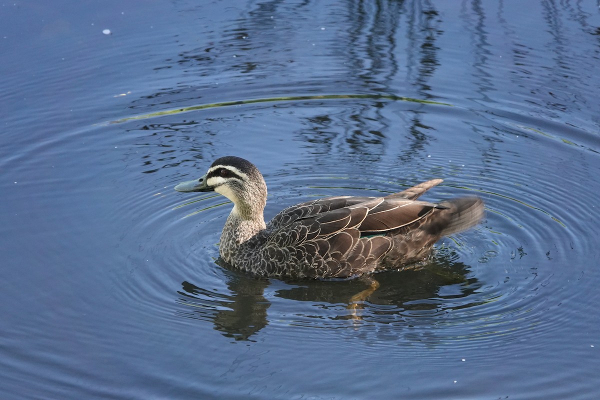 マミジロカルガモ - ML644487479