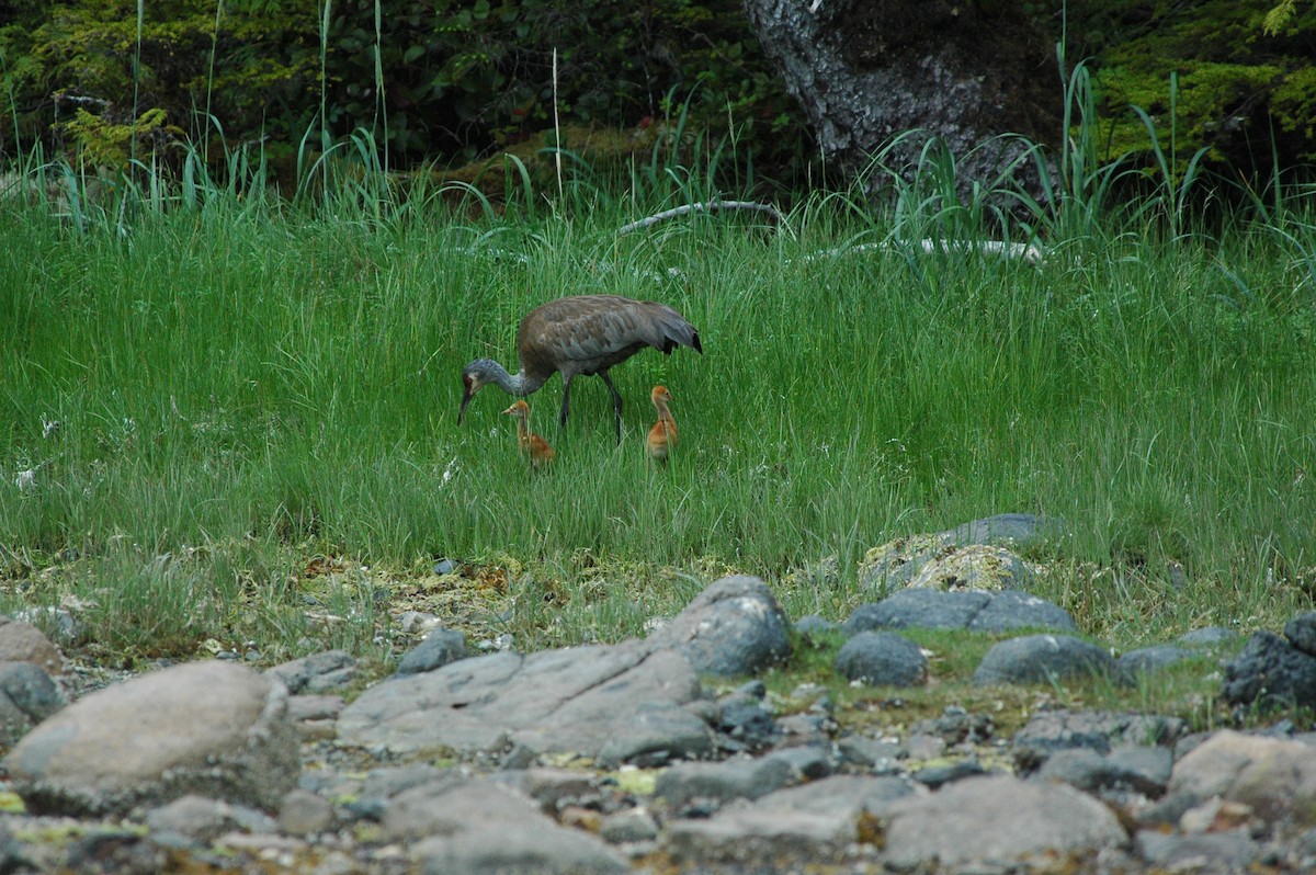 kanadatrane - ML644487493