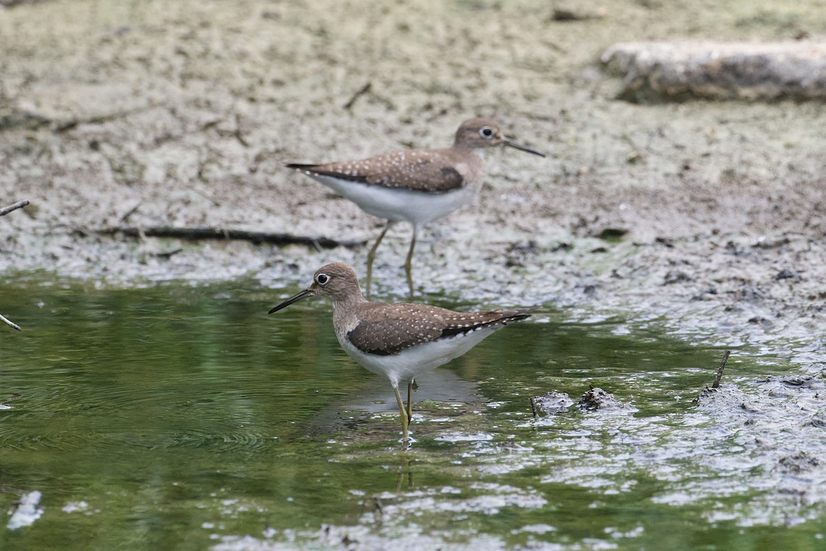 Solitary Sandpiper - ML644487496