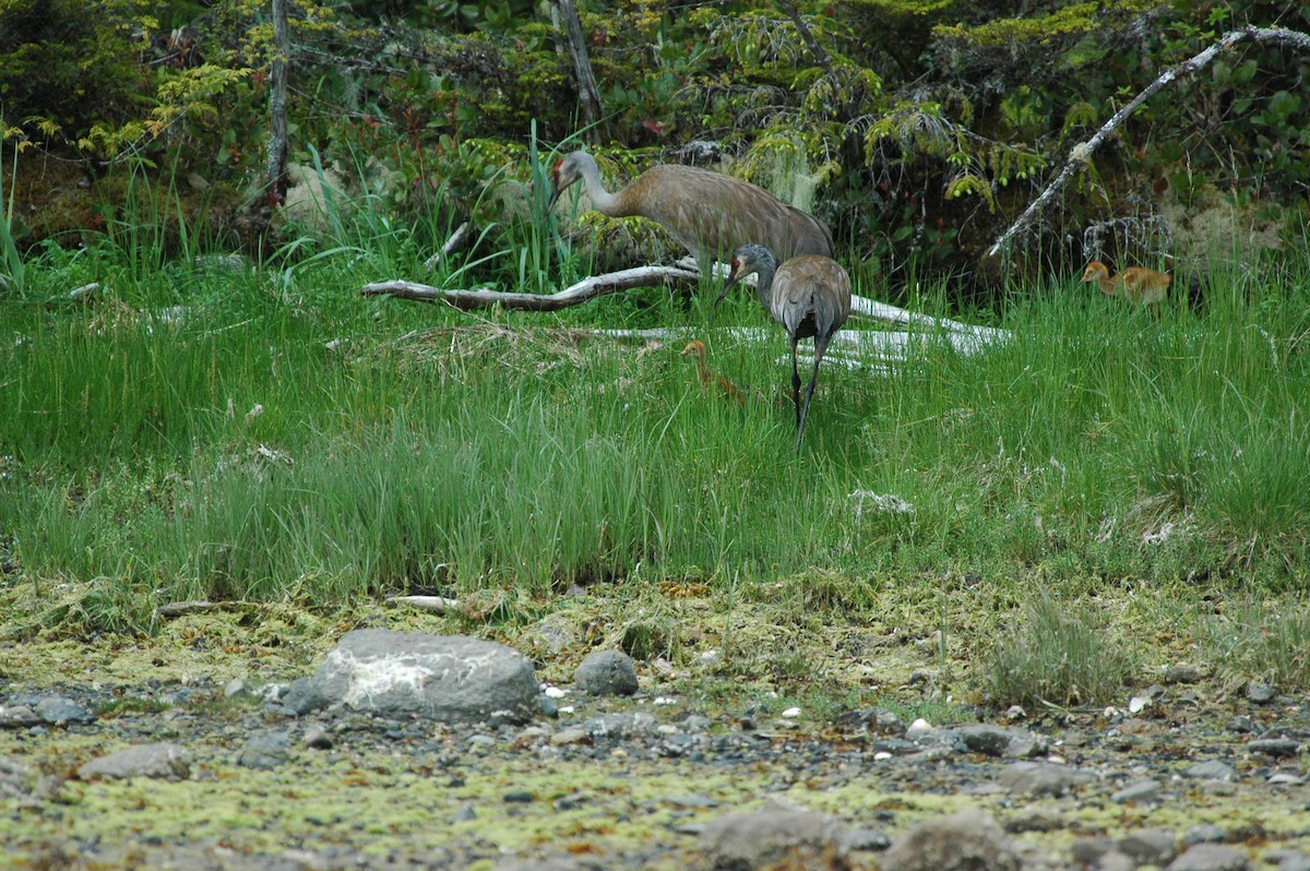 kanadatrane - ML644487505