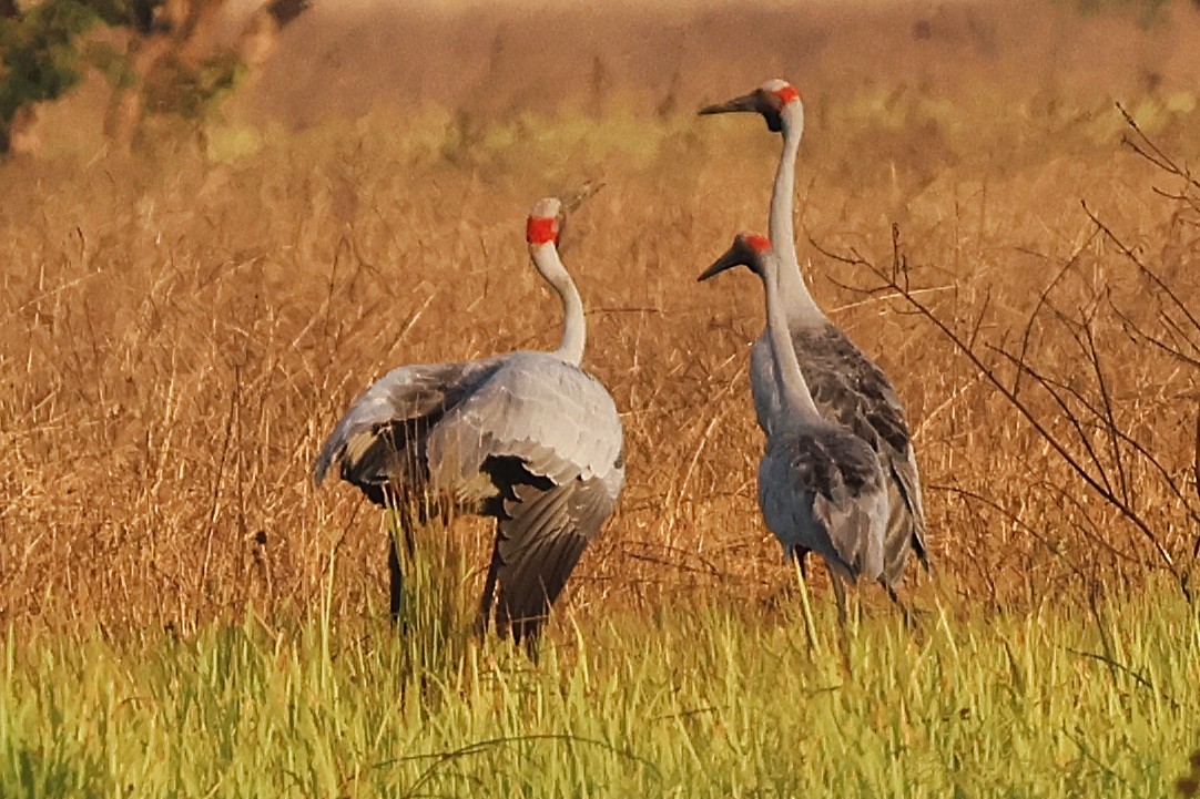 Brolga - ML644487517