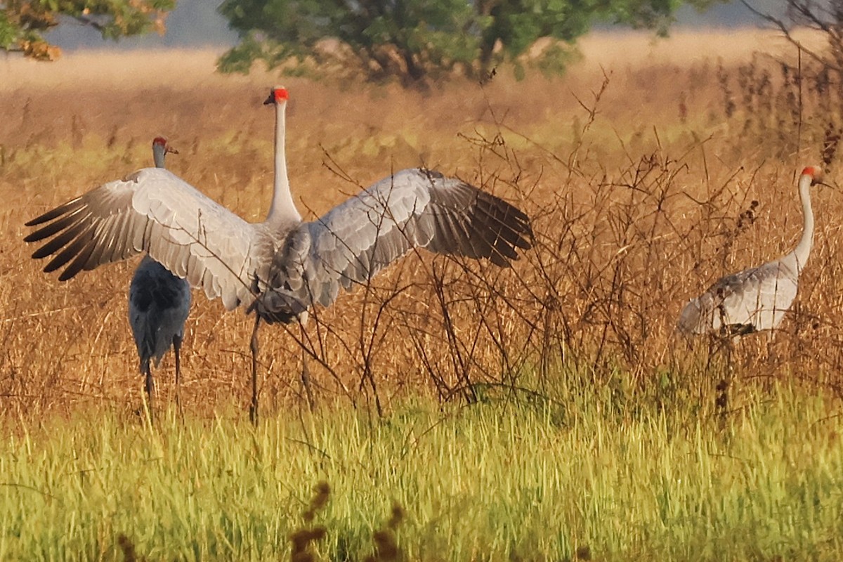 Brolga - ML644487518