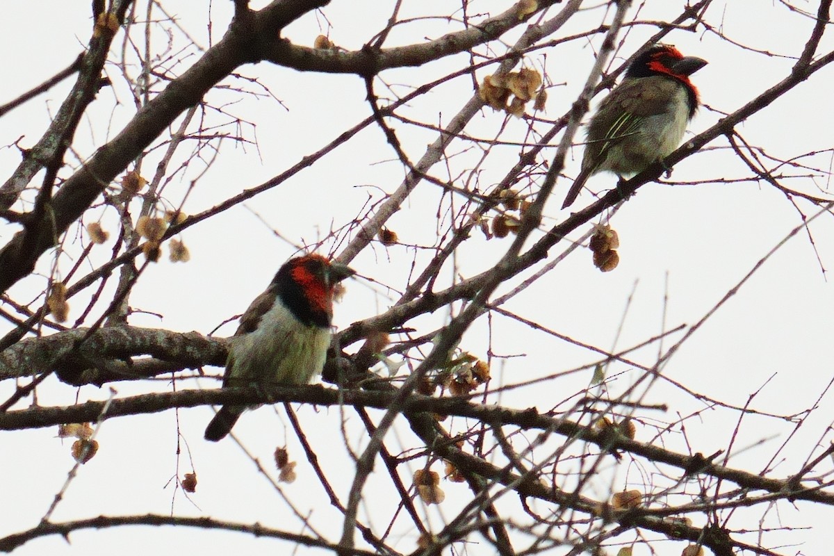 Kara Kolyeli Barbet - ML644487519