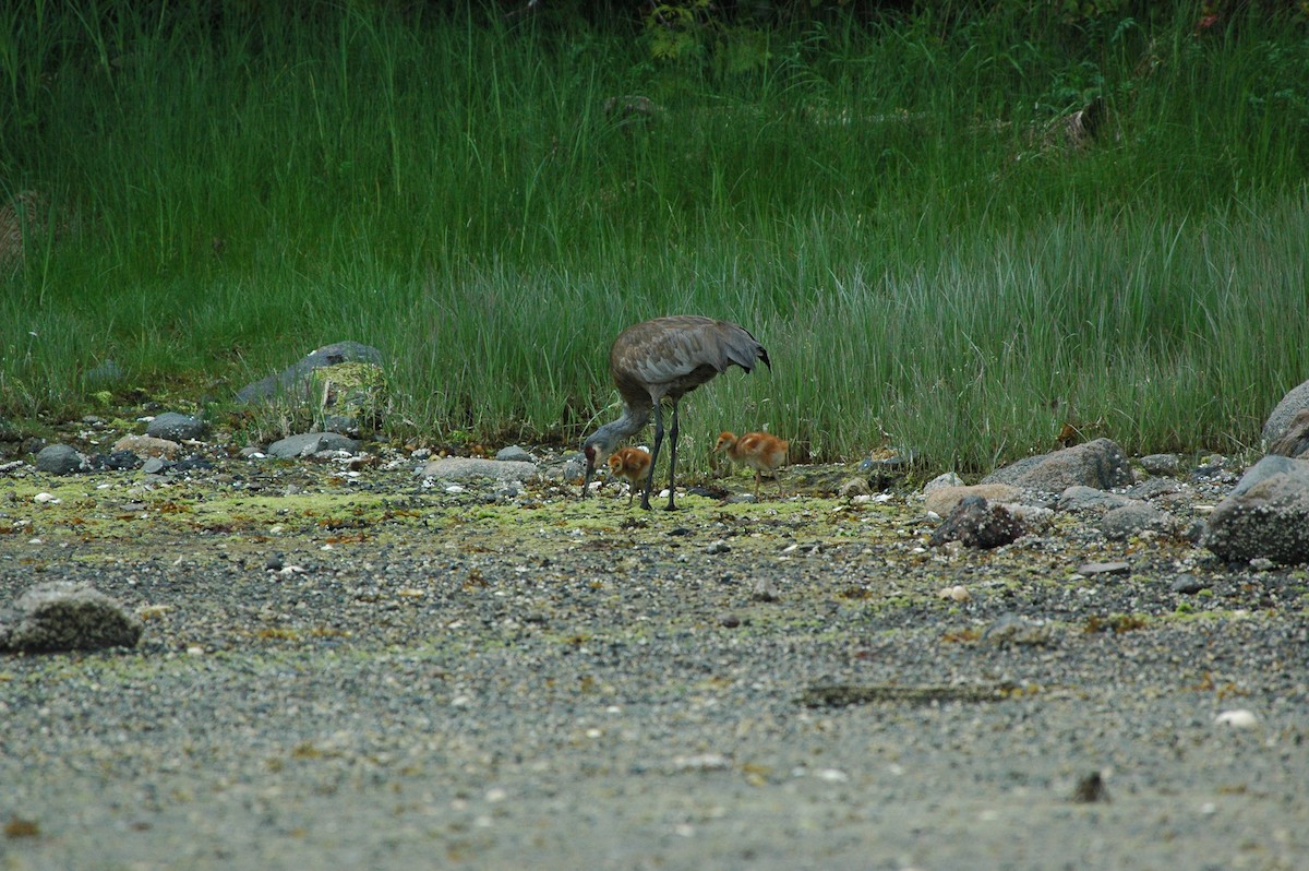 kanadatrane - ML644487520