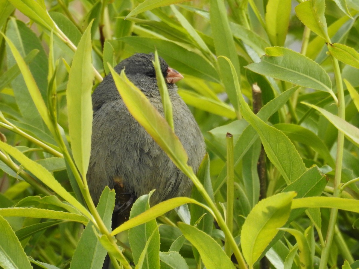 Plain-colored Seedeater - ML644487527