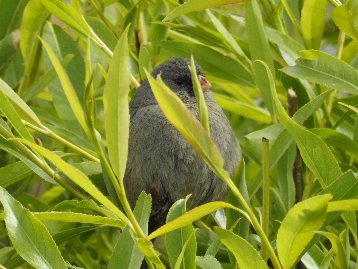 Plain-colored Seedeater - ML644487528