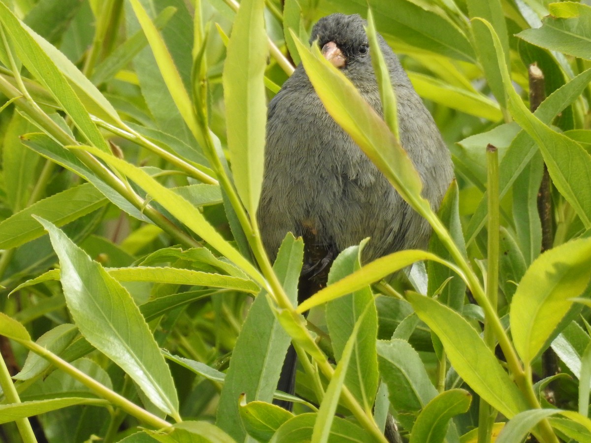 Plain-colored Seedeater - ML644487529