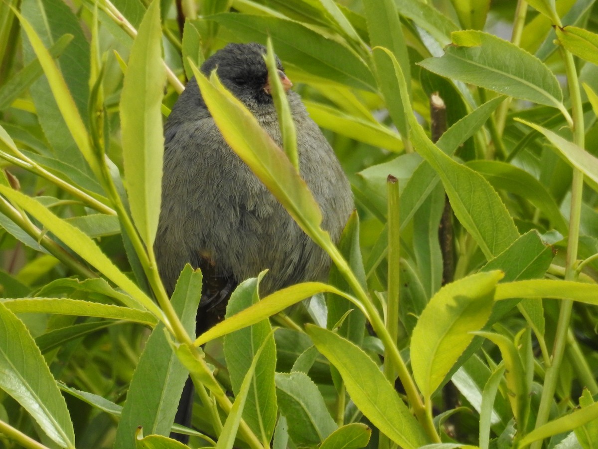 Plain-colored Seedeater - ML644487530
