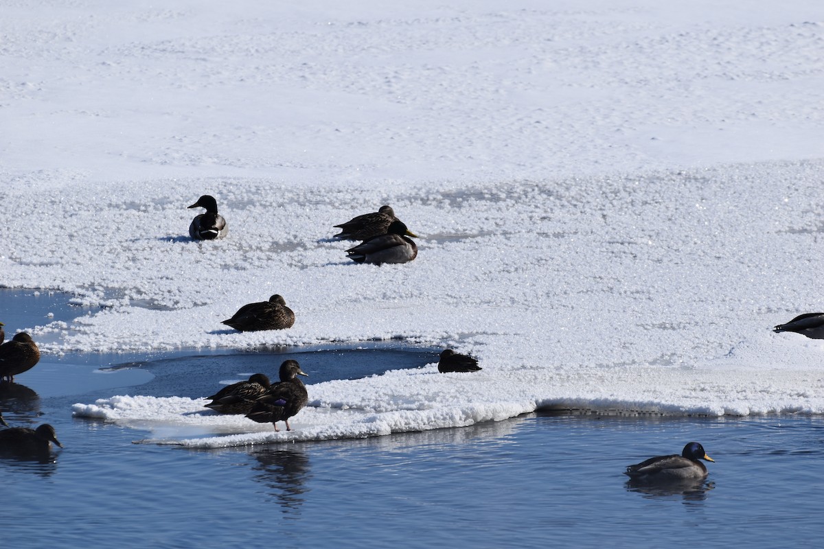 Green-winged Teal - ML644487538
