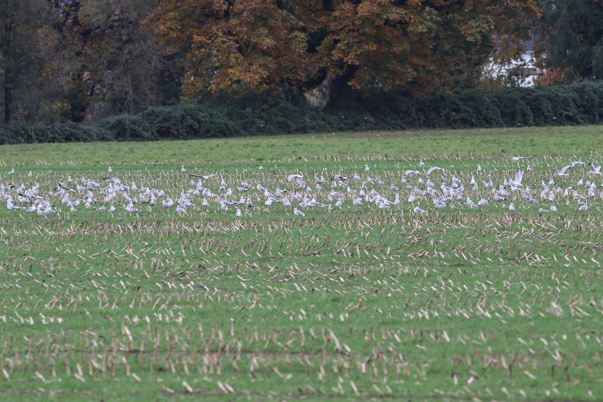 Short-billed Gull - ML644487541