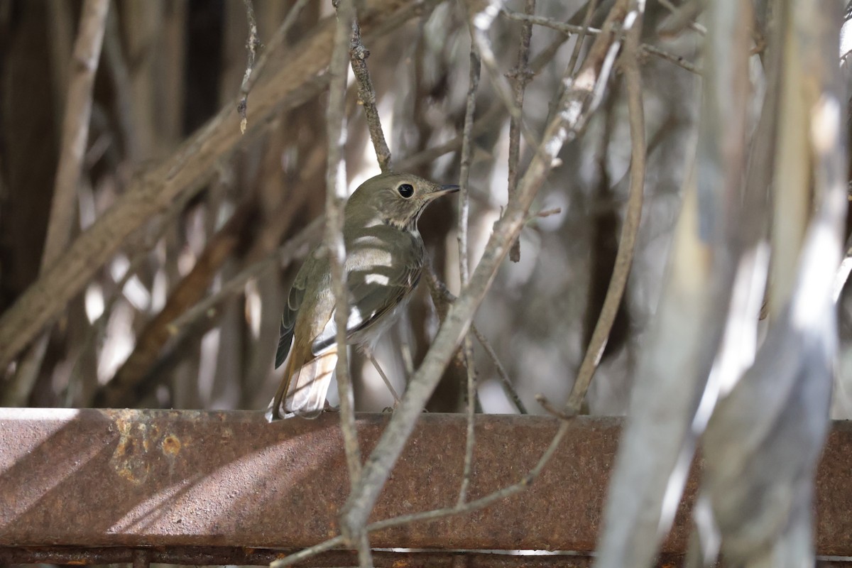 Hermit Thrush - ML644487545