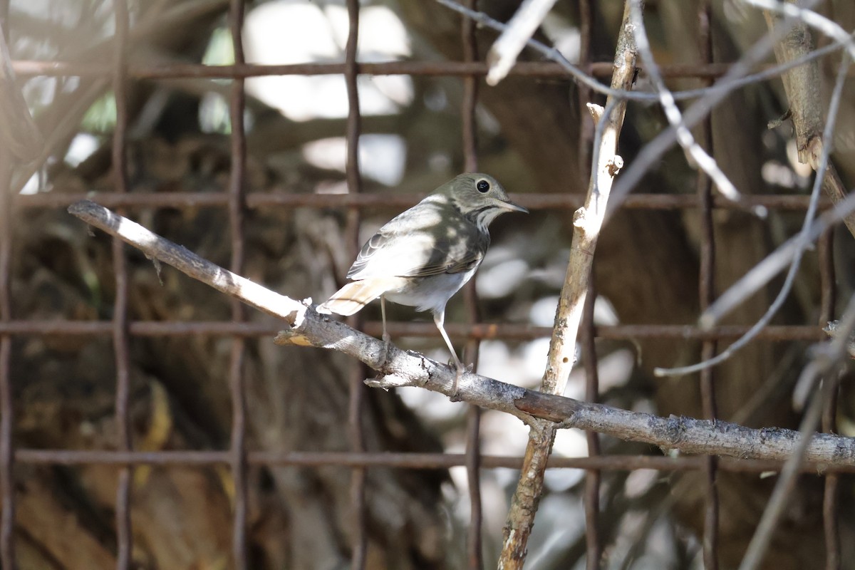 Hermit Thrush - ML644487546
