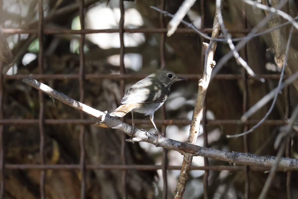 Hermit Thrush - ML644487547