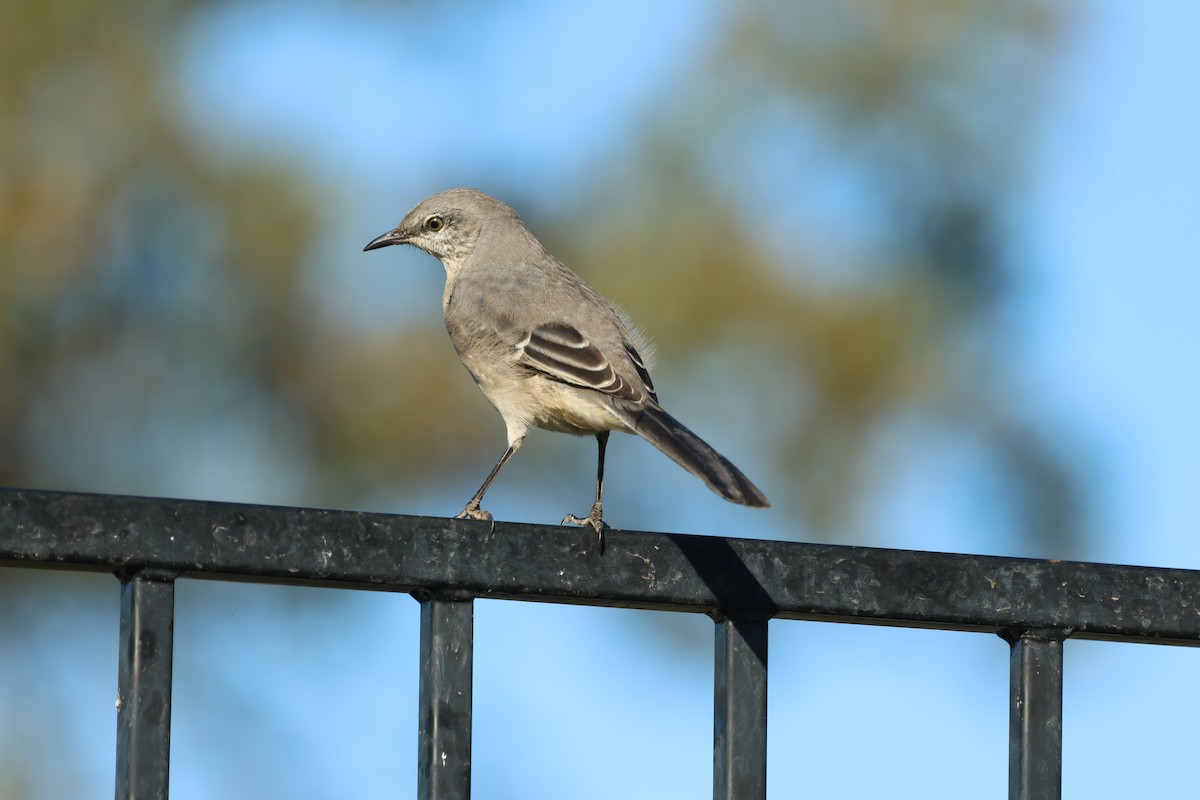 חקיינית צפונית - ML644487549