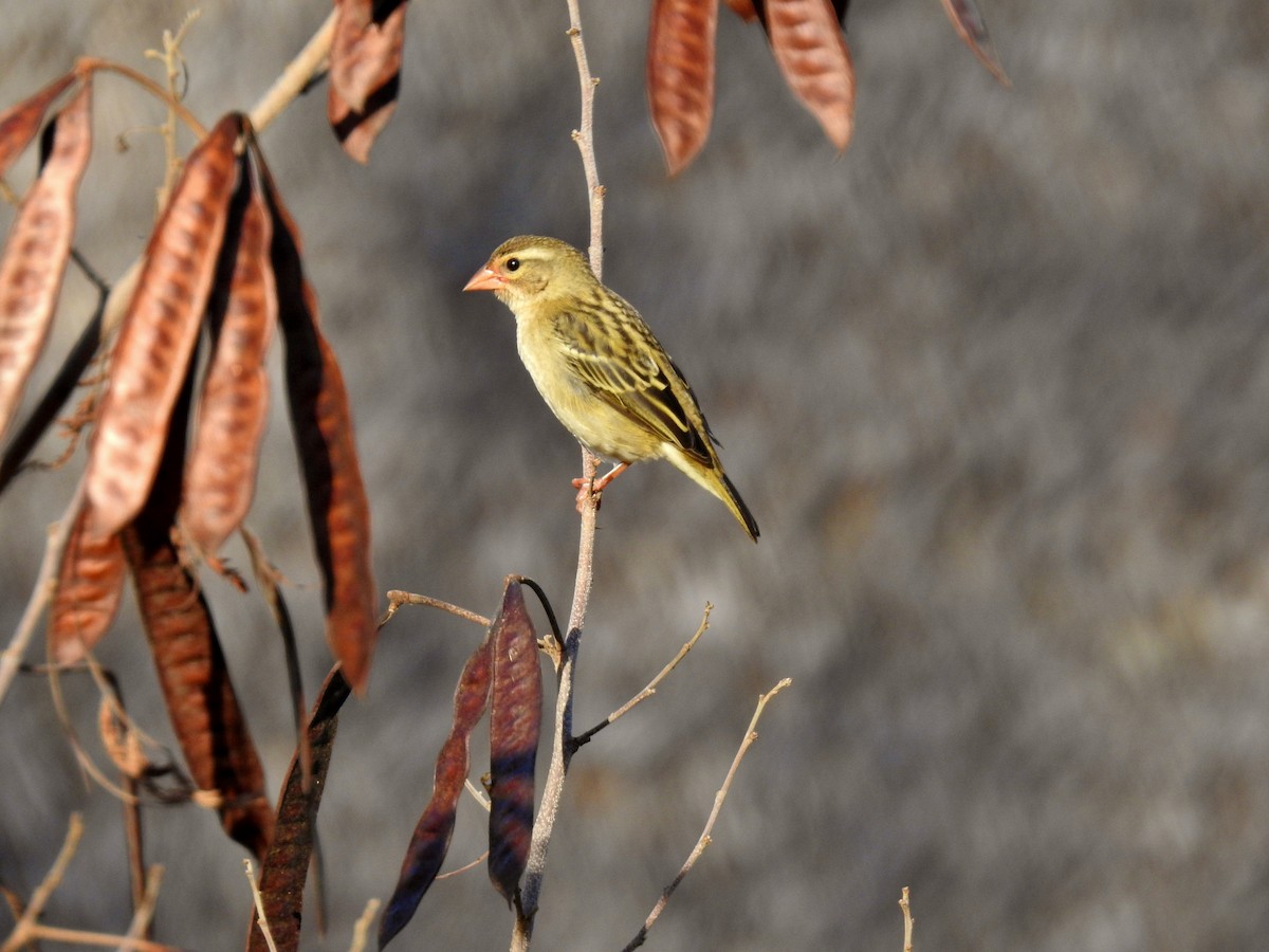 Red Fody - ML644487556