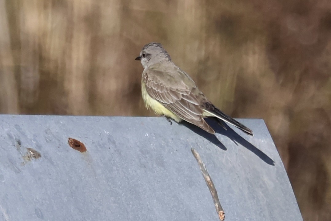 Tyran de l'Ouest - ML644487560