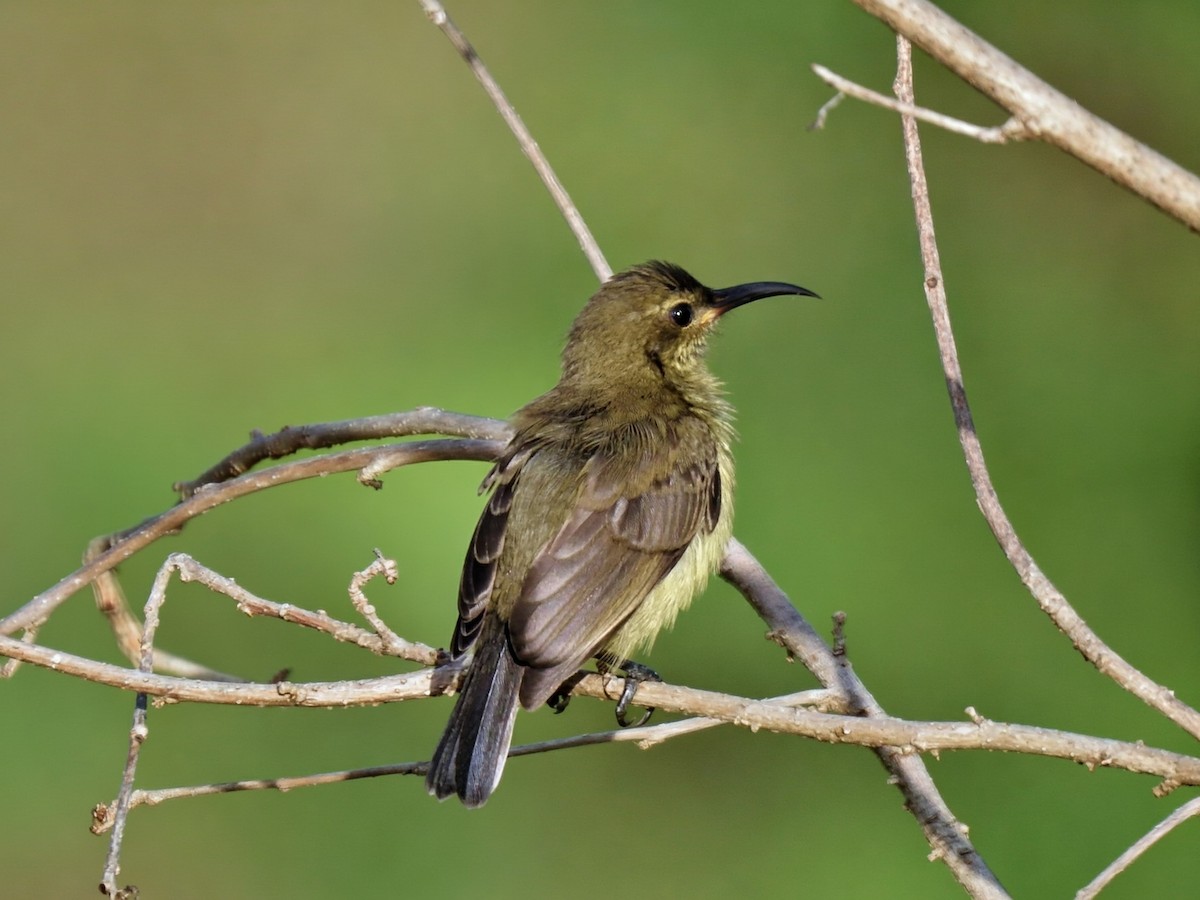 Souimanga Sunbird - ML644487563