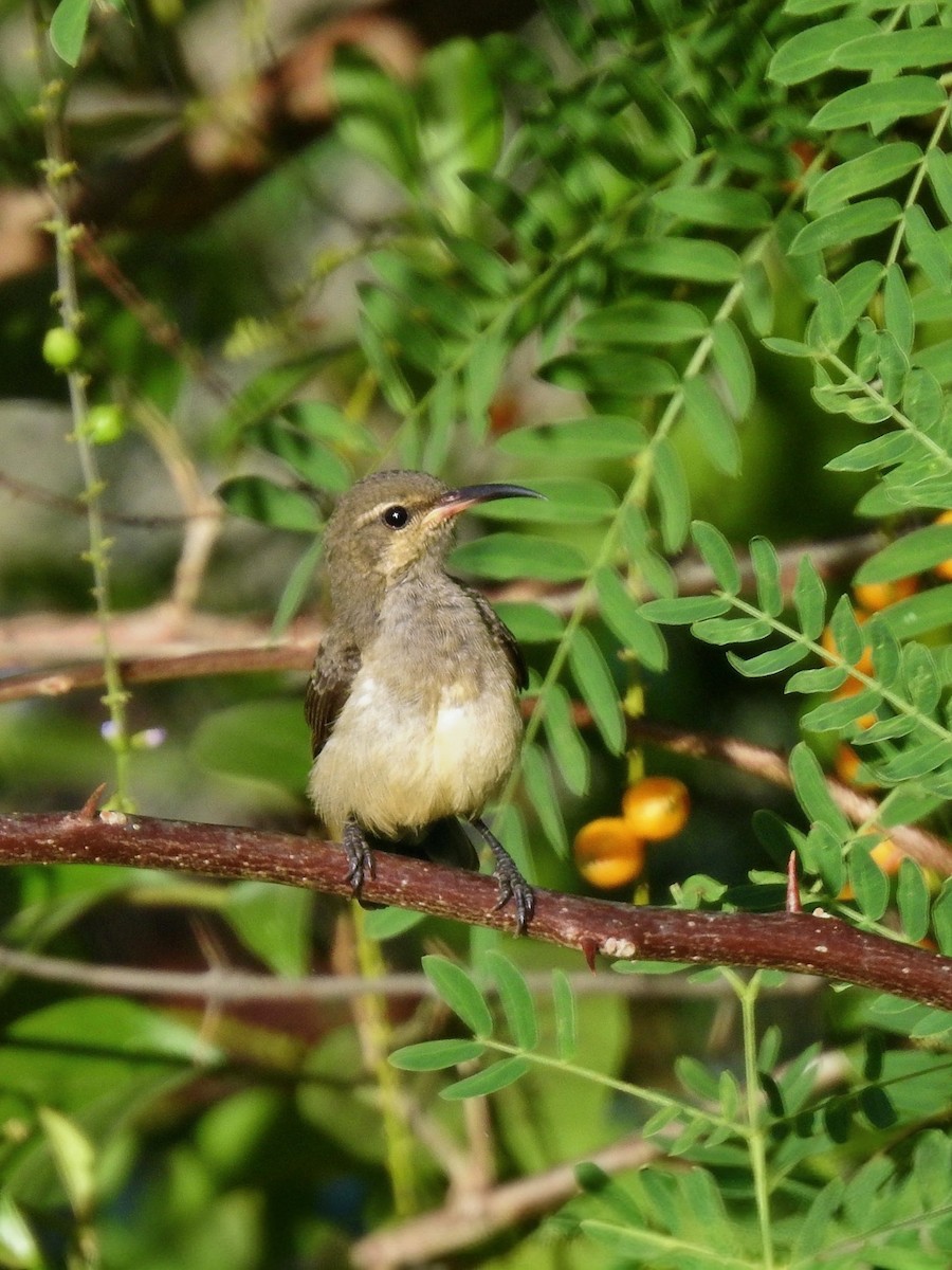 Souimanga Sunbird - ML644487564