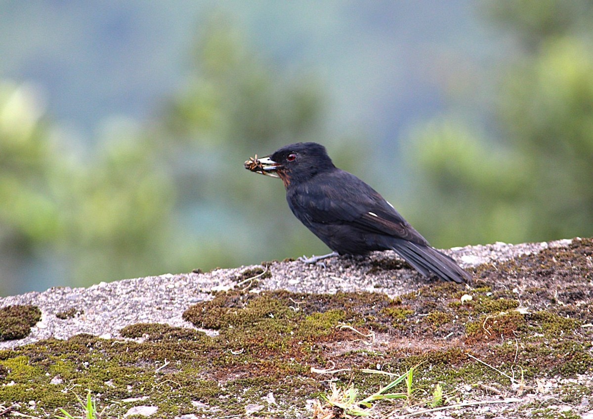 Velvety Black-Tyrant - ML644487589