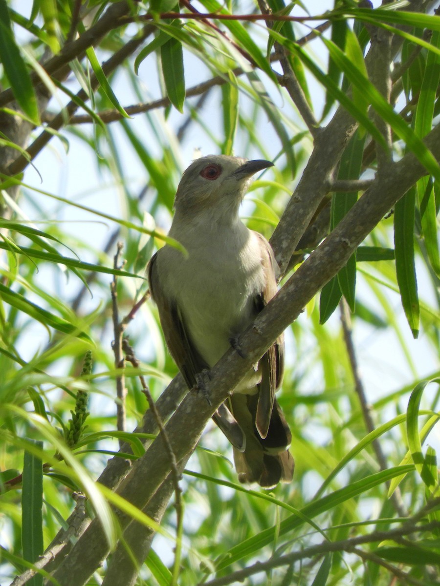 Ash-colored Cuckoo - ML644487591