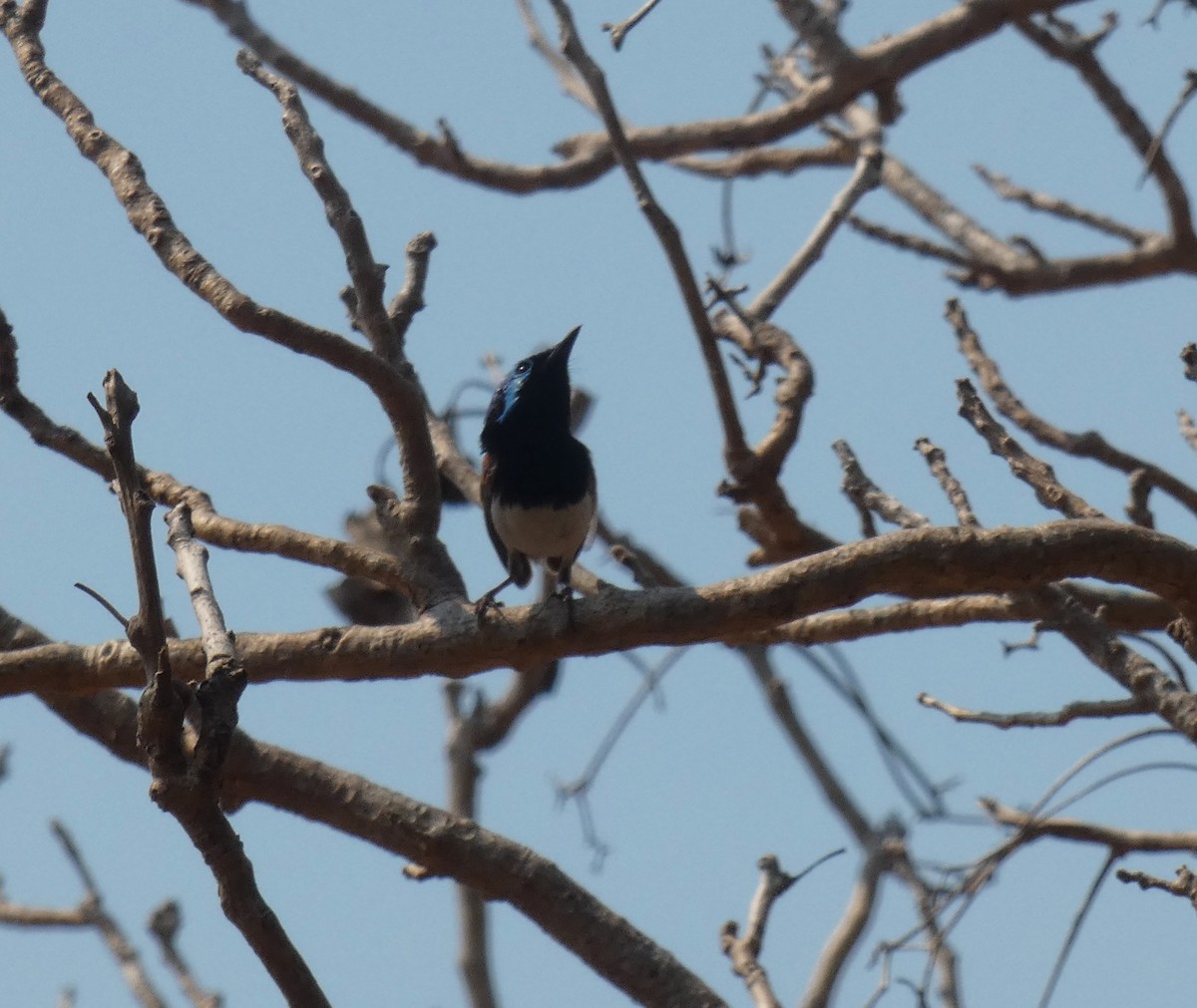 Purple-backed Fairywren - ML644487592