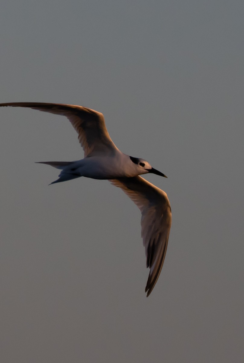 Sandwich Tern - ML644487597