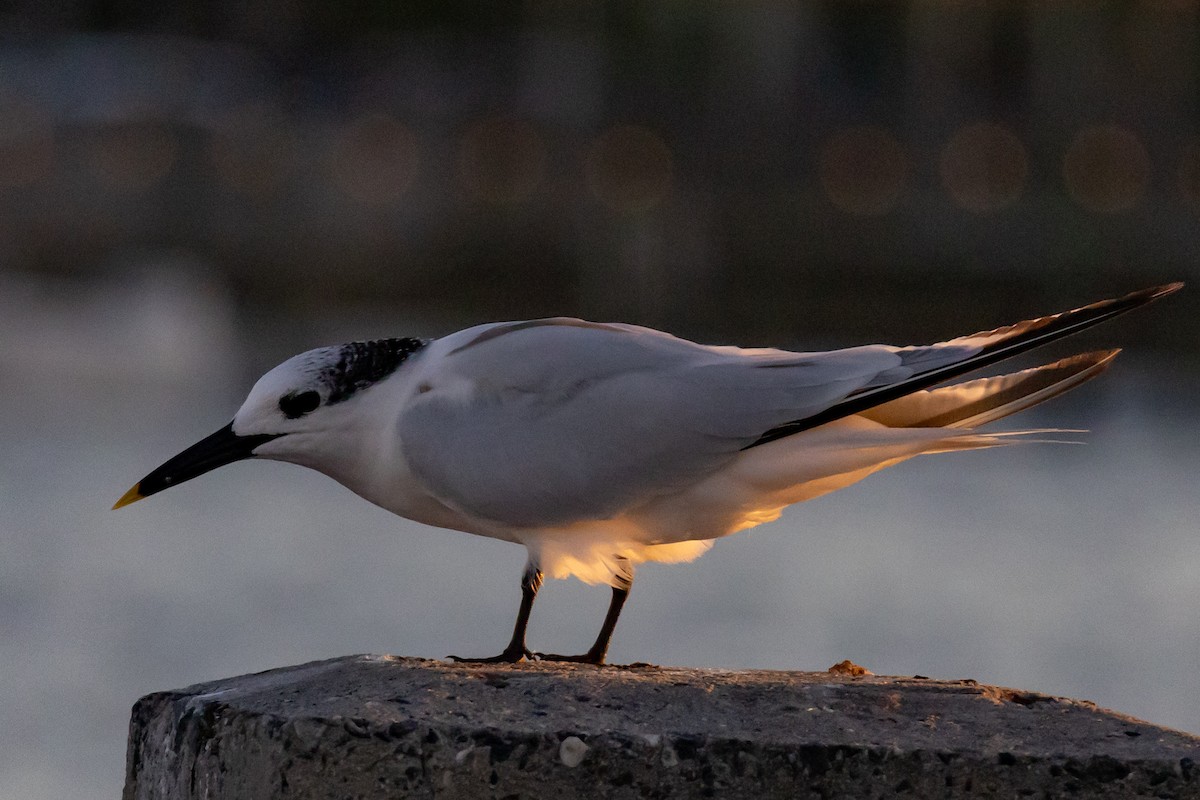 Sandwich Tern - ML644487598