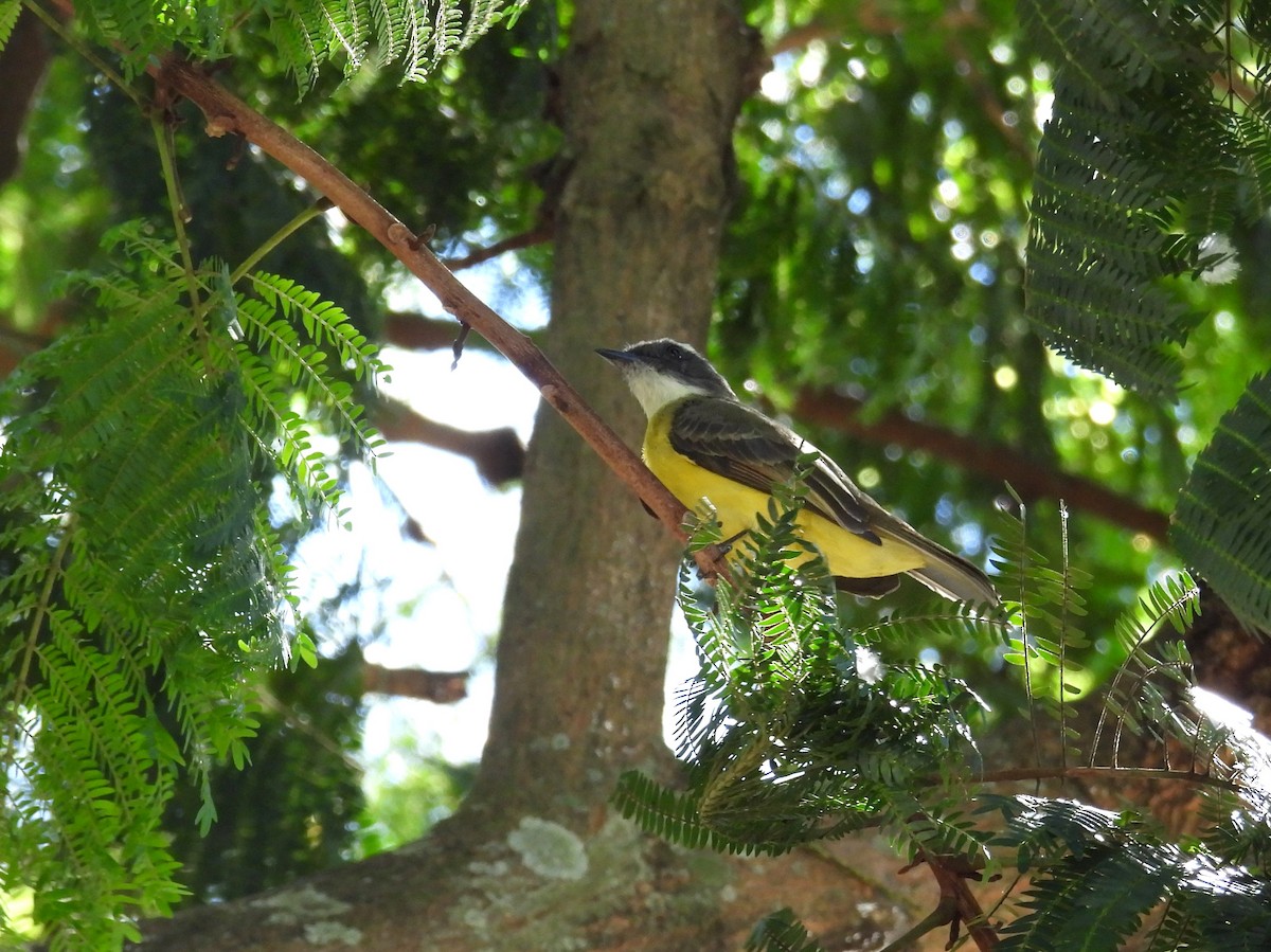 Sosyal Tiran - ML644487610