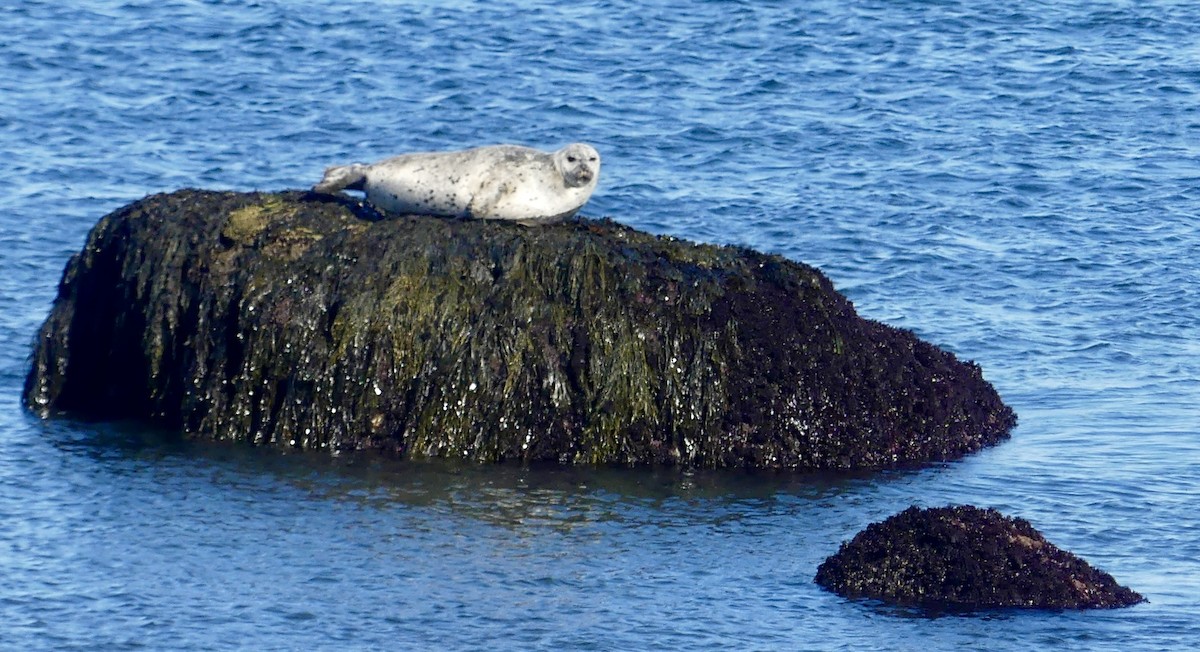 Animals - ML644487622