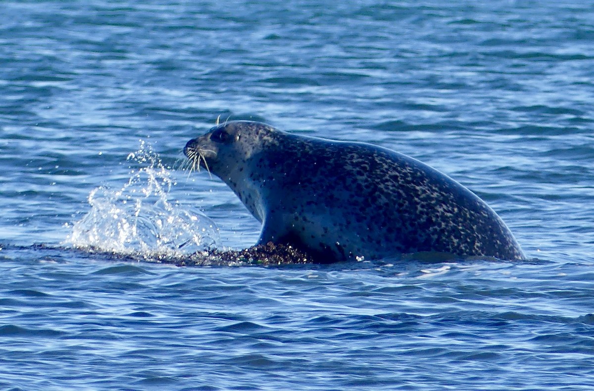 Animals - ML644487623