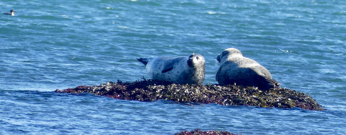 Animals - ML644487624