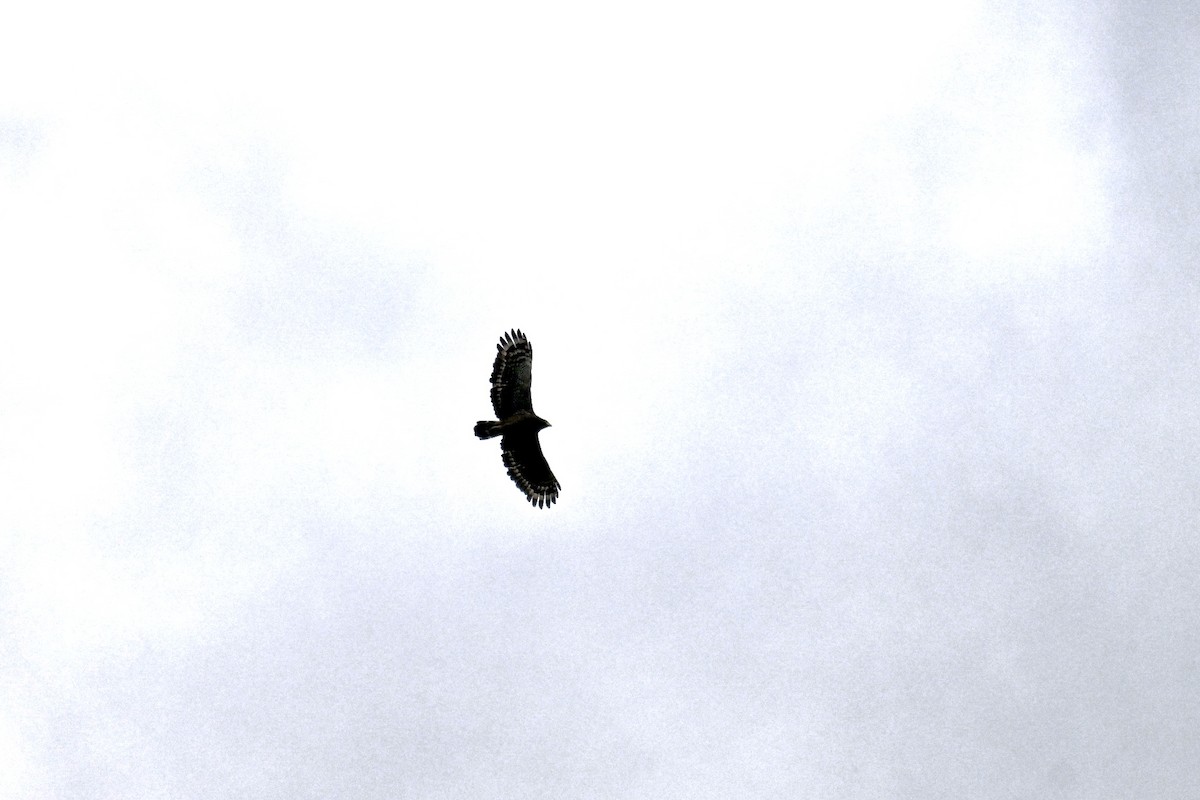 Crested Serpent-Eagle - ML644487627