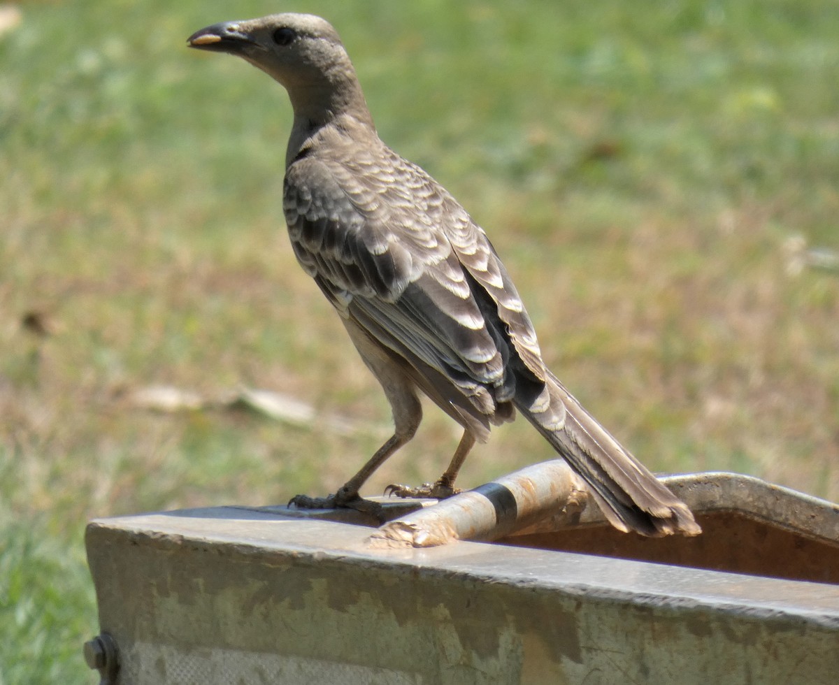 Great Bowerbird - ML644487637