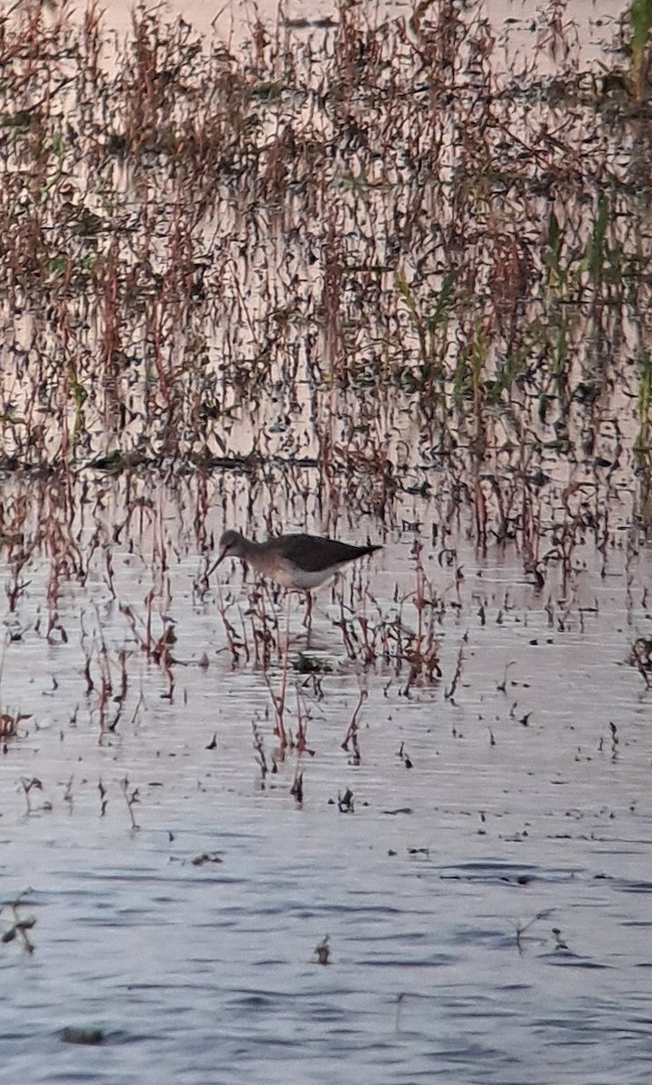 Lesser Yellowlegs - ML644487649