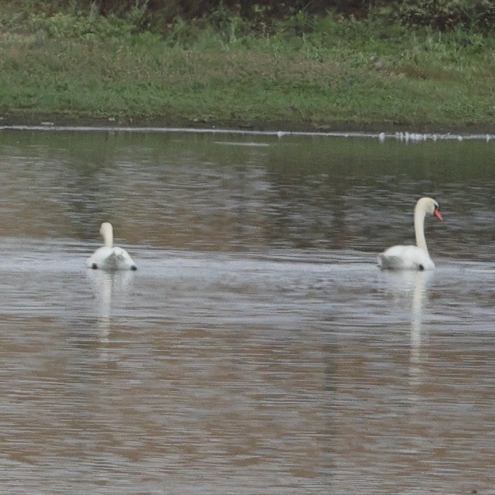 labuť velká - ML644487651