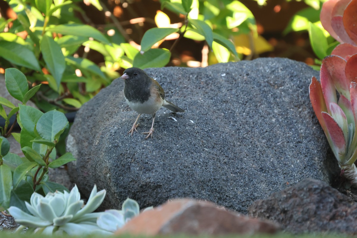 יונקו כהה-עין - ML644487666