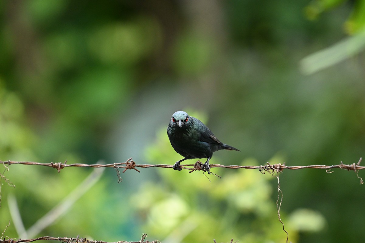 Malay Sığırcığı - ML644487667