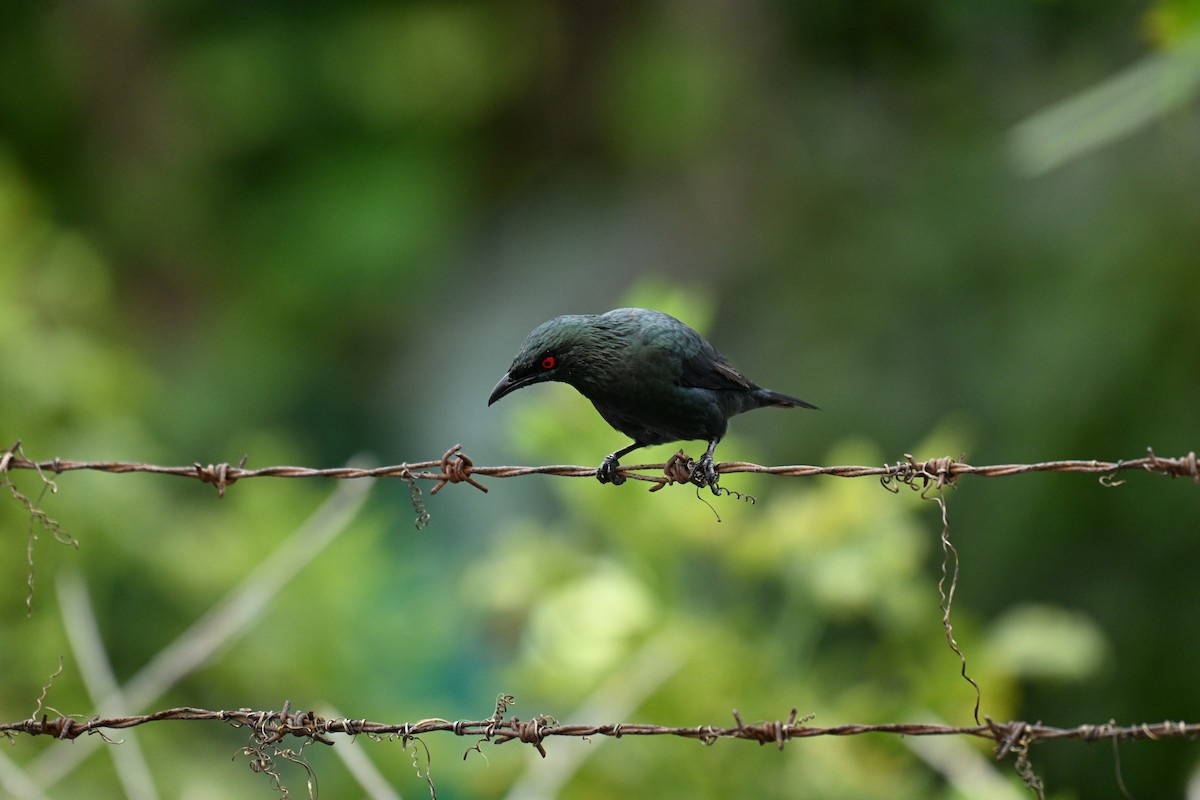 Malay Sığırcığı - ML644487668