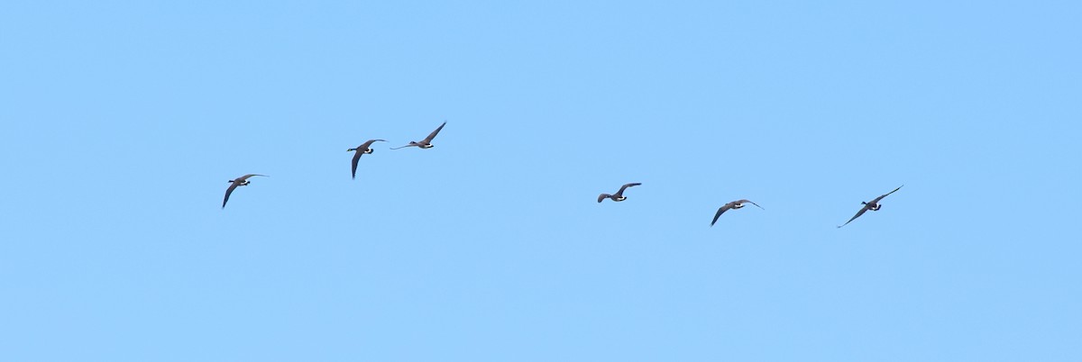 カナダガン - ML644487670