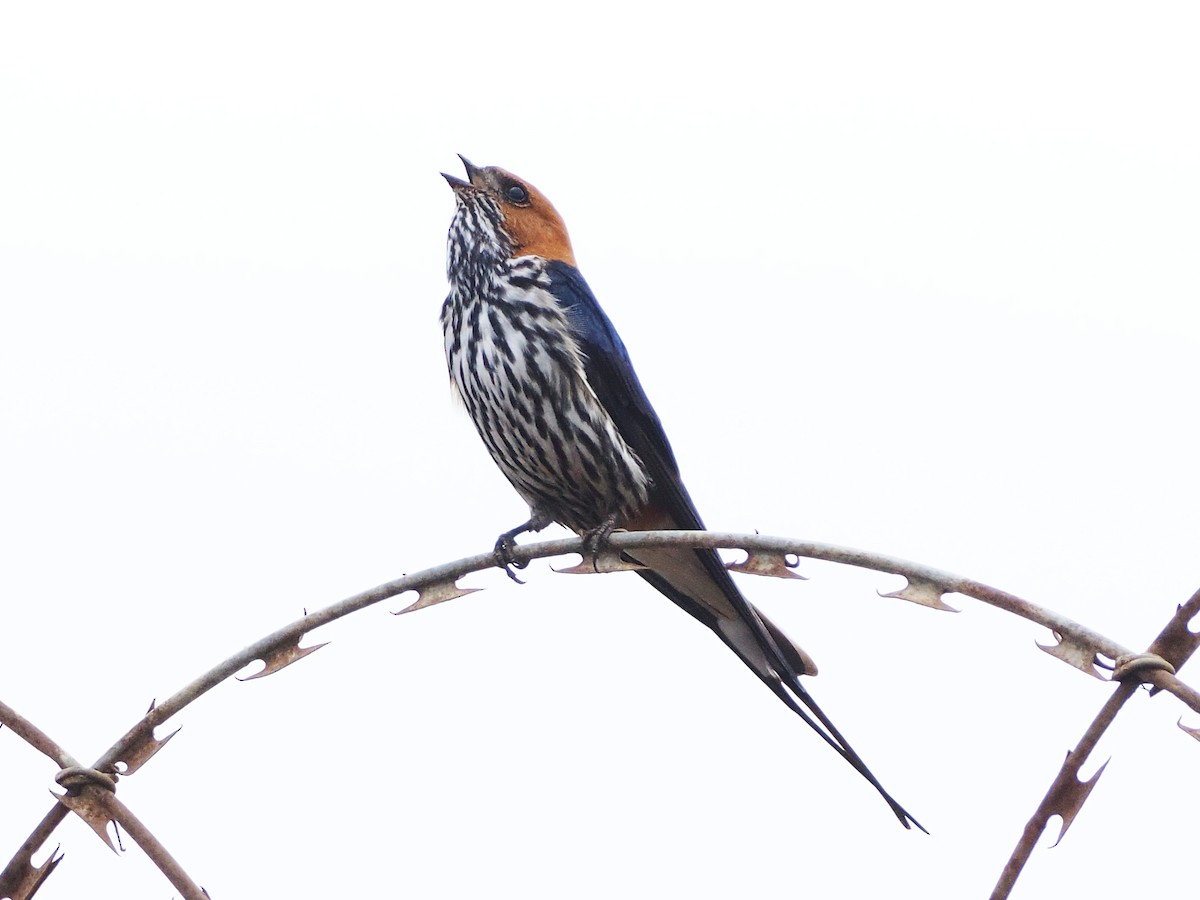 Lesser Striped Swallow - ML644487674