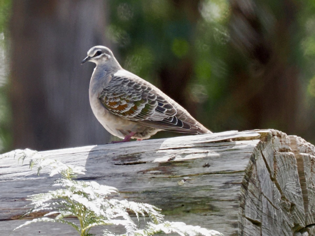 Австралийский бронзовокрыл - ML644487679