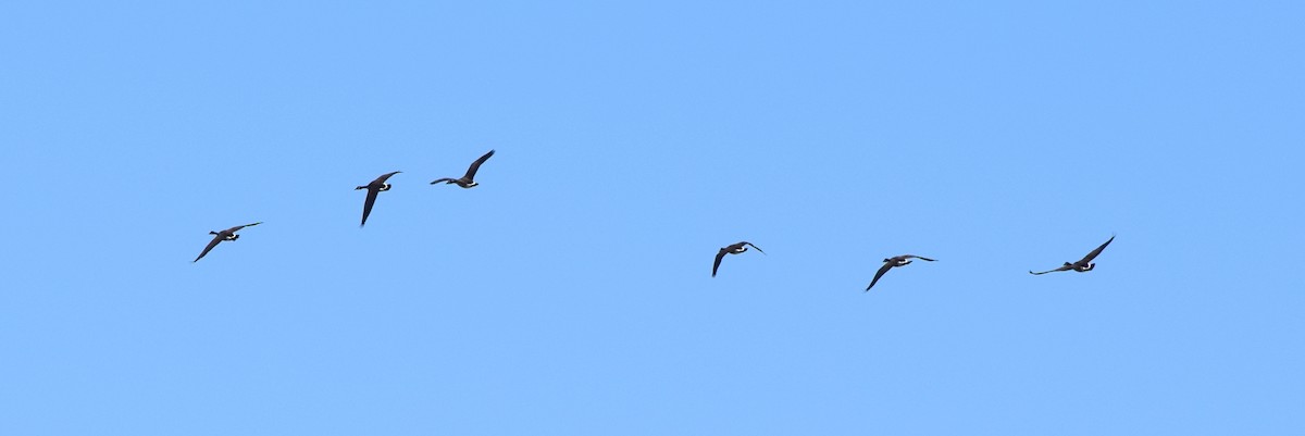 カナダガン - ML644487680